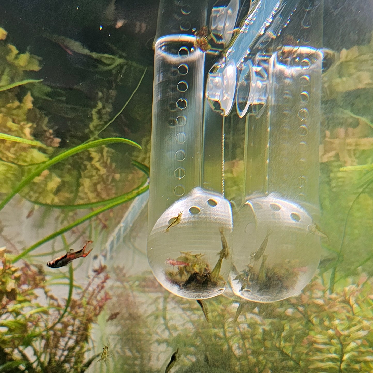 Shrimp Feeder and Viewing Platform - For Shrimp feeding, viewing, study, & photography! Clear Version - Glass like! - 3D Printed Plastic
