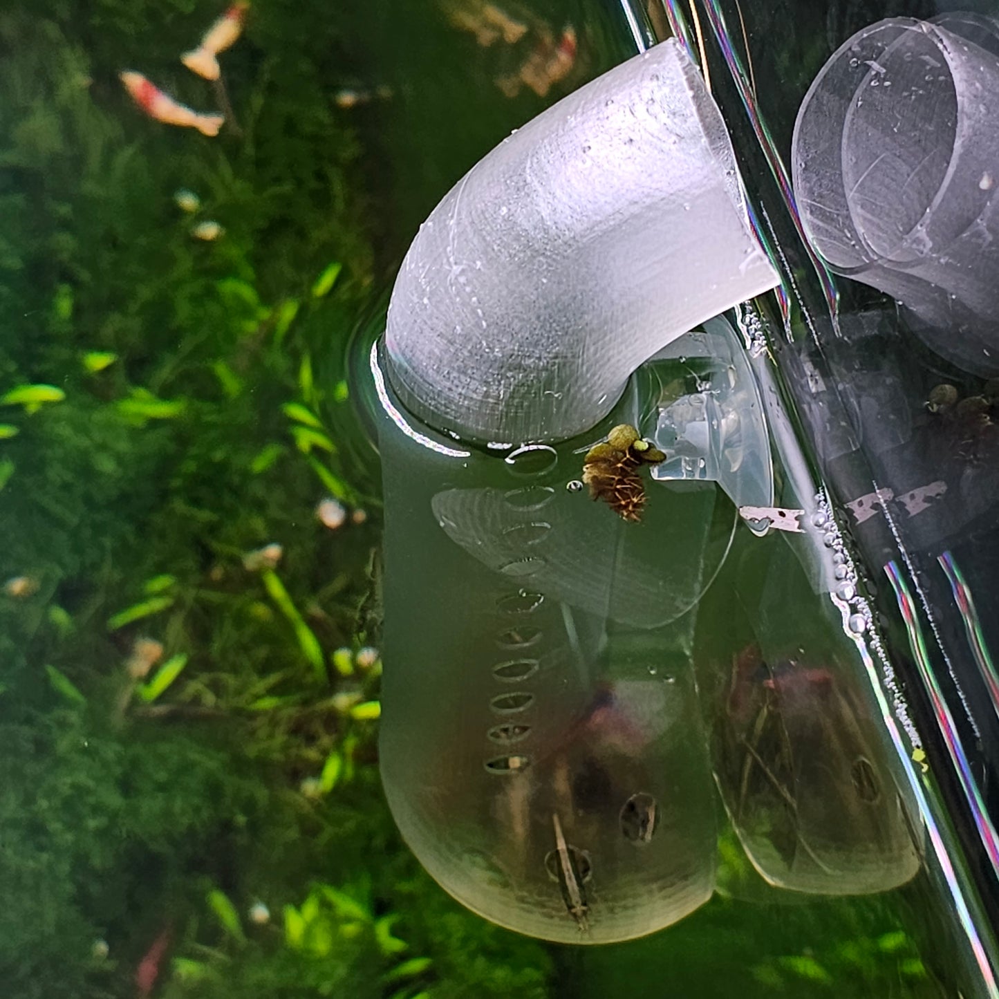 Shrimp Feeder and Viewing Platform - For Shrimp feeding, viewing, study, & photography! Clear Version - Glass like! - 3D Printed Plastic