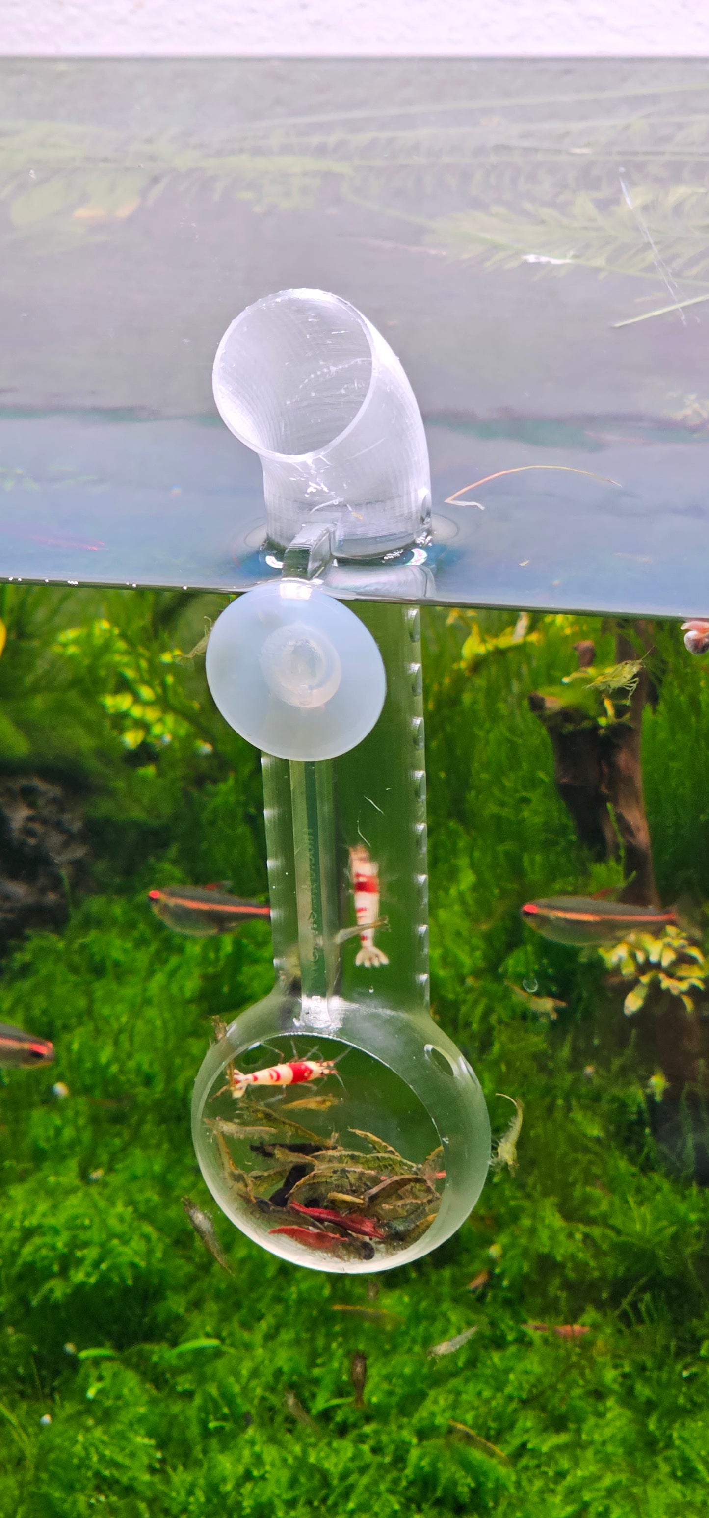 Shrimp Feeder and Viewing Platform - For Shrimp feeding, viewing, study, & photography! Clear Version - Glass like! - 3D Printed Plastic