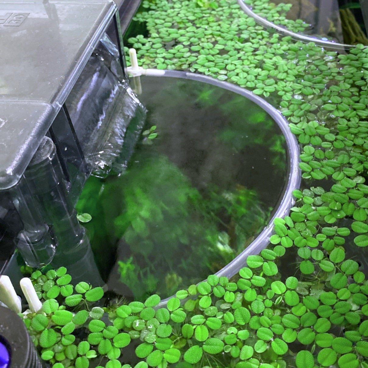 plastic floating plants for aquarium Aquarium Floating Plant Corral! - 3D Printed Plastic