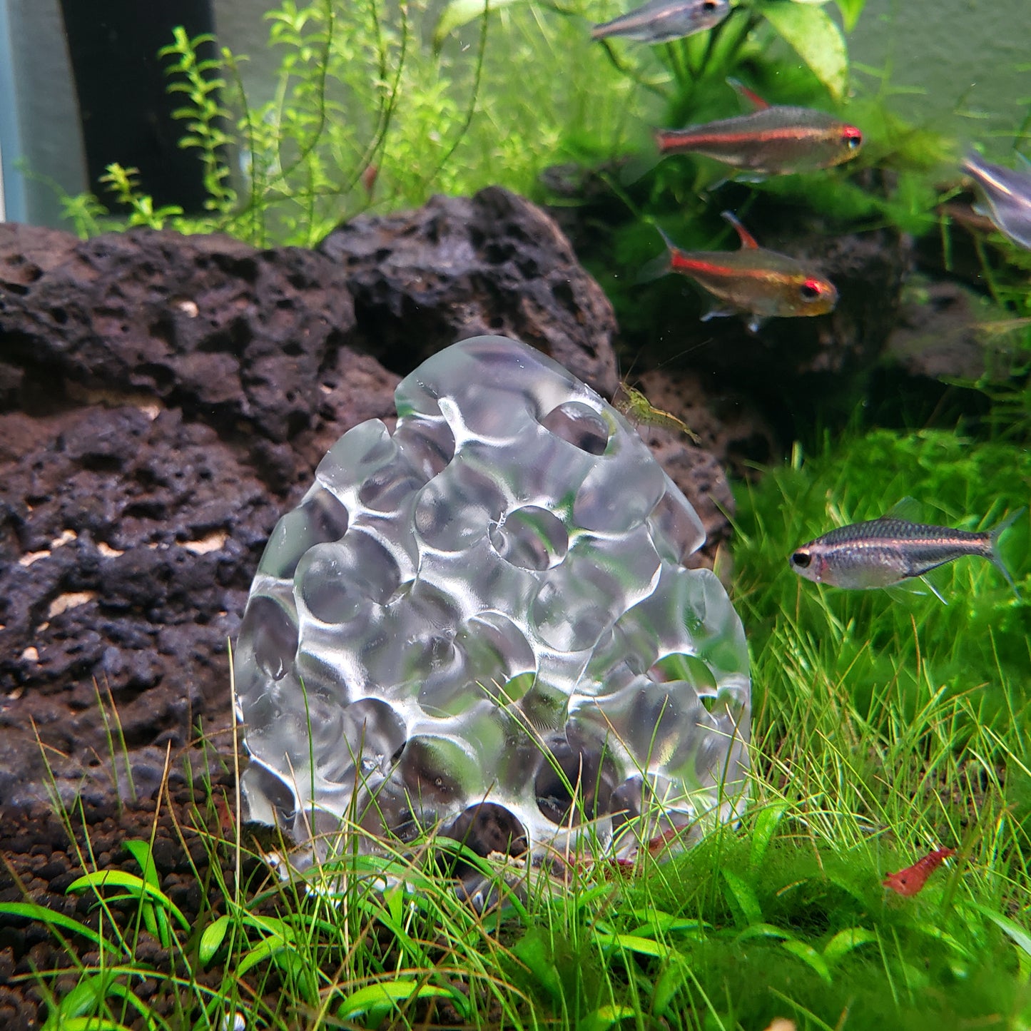 Shrimp Home, Hide, Cave! - Aquarium Safe 3D Printed ABS Plastic