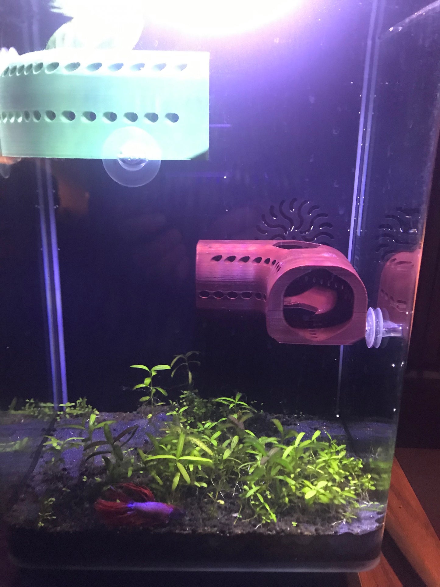 Curved Betta Home, Axolotl Home, Corner Fish Hide - Pet Safe 3D Printed ABS Plastic