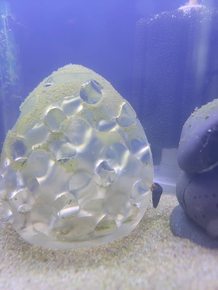 Shrimp Home, Hide, Cave! - Aquarium Safe 3D Printed ABS Plastic