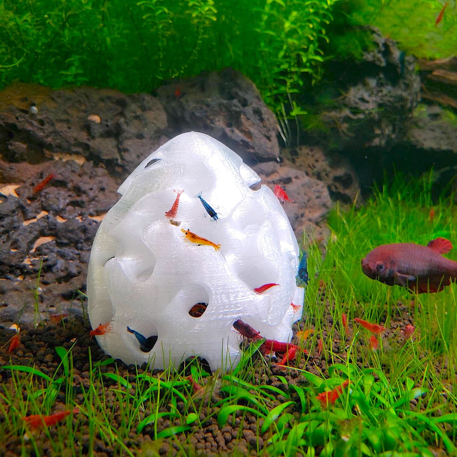 Shrimp Home, Hide, Cave! - Aquarium Safe 3D Printed ABS Plastic Shrimp Home, Hide, Cave! - Aquarium Safe 3D Printed ABS Plastic