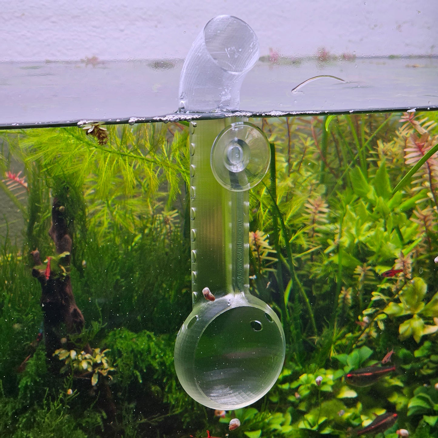 Shrimp Feeder and Viewing Platform - For Shrimp feeding, viewing, study, & photography! Clear Version - Glass like! - 3D Printed Plastic