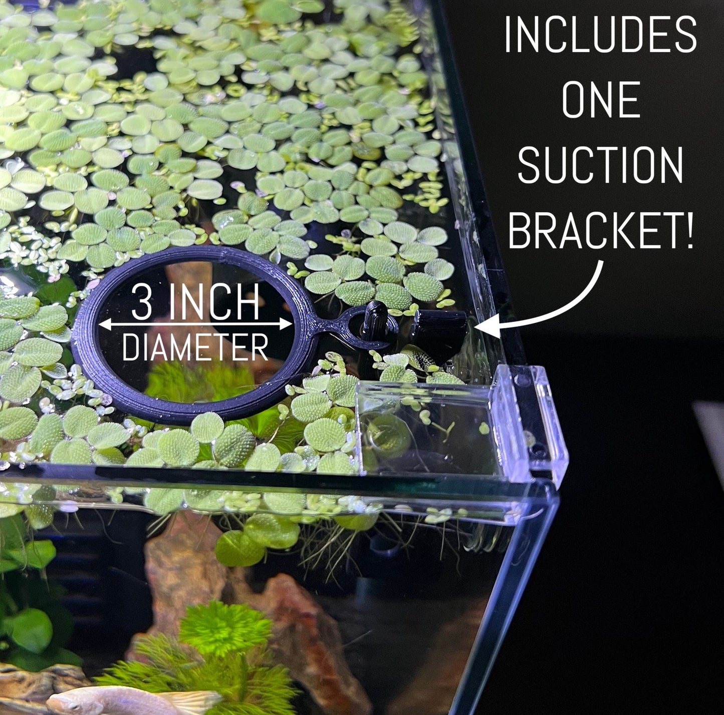  3 INCH Diameter self adjusting floating ring Fresh water Floating plants
