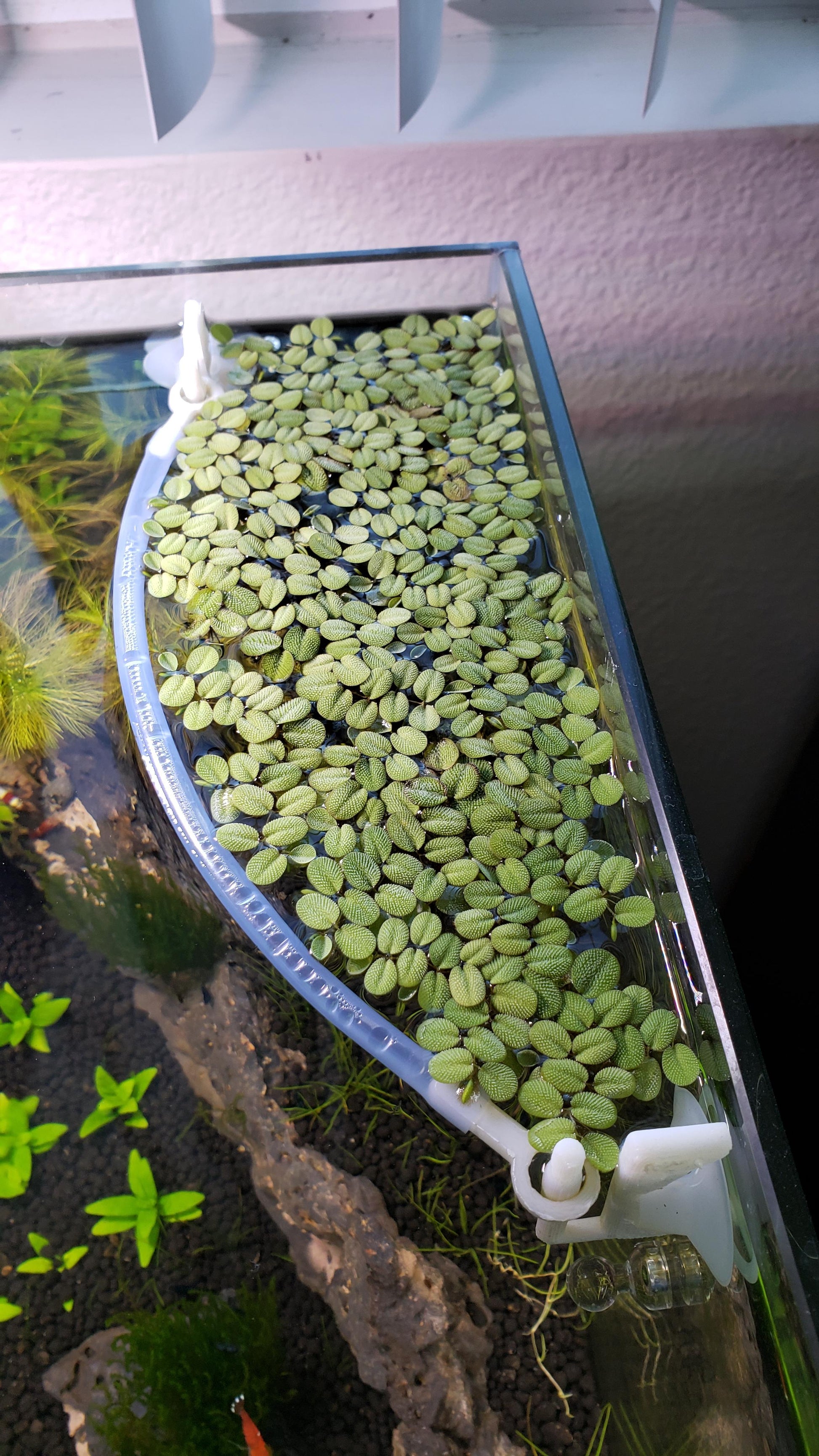 plastic floating plants for aquarium Aquarium Floating Plant Corral! - 3D Printed Plastic