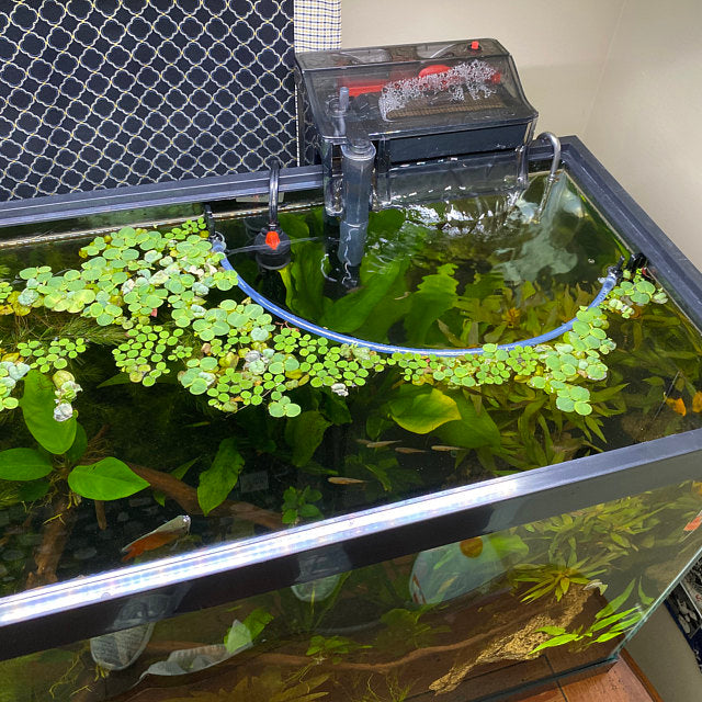 Benefits of Using a Floating Plant Corral in Your Aquarium 2