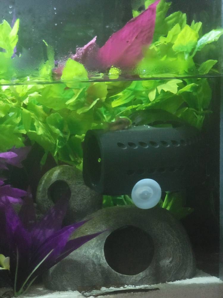 New betta hot sale fish hiding