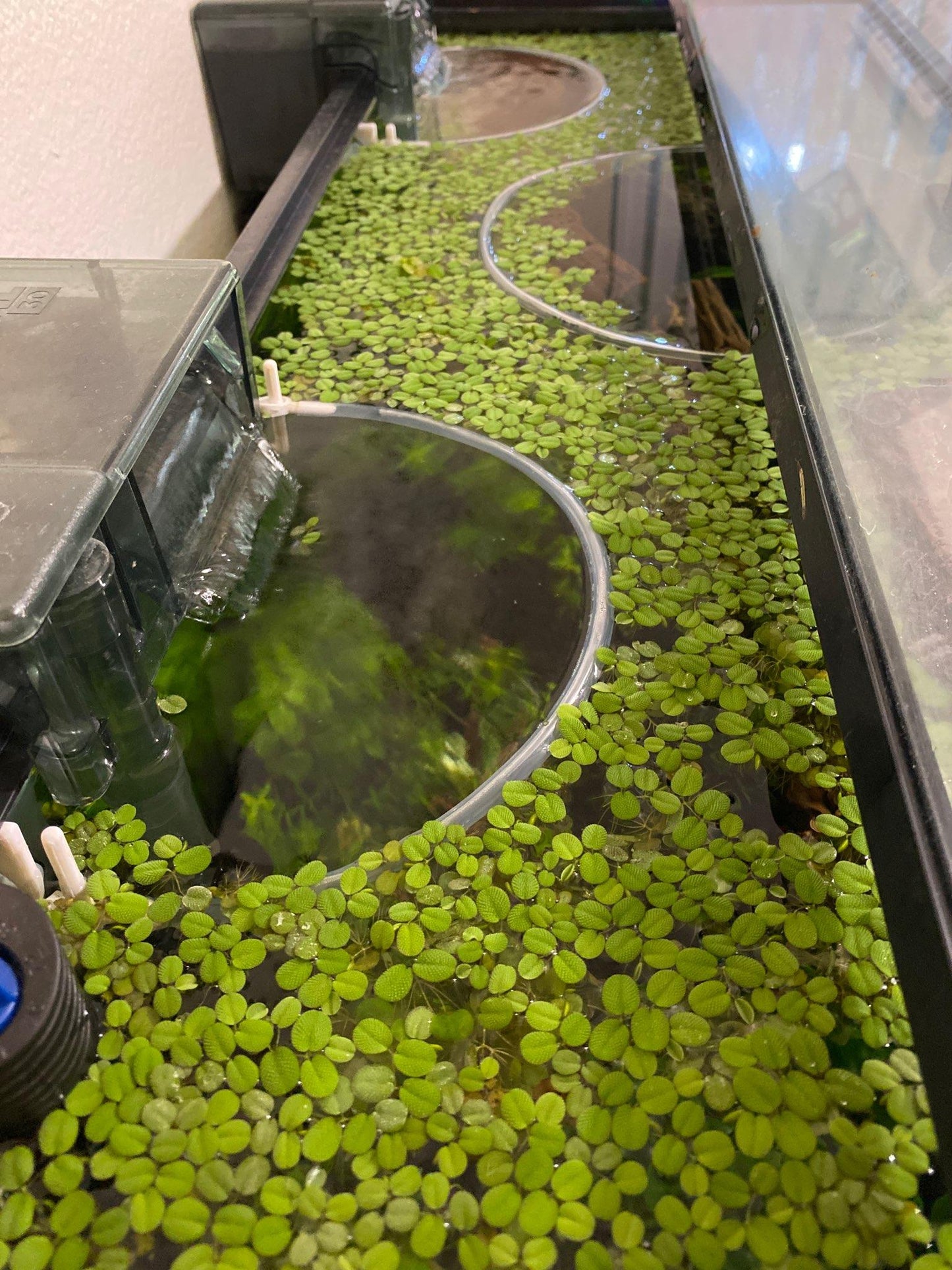 Aquarium Floating Plant Corral! - 3D Printed Plastic - Self Adjusting, Multiple sizes, and colors!