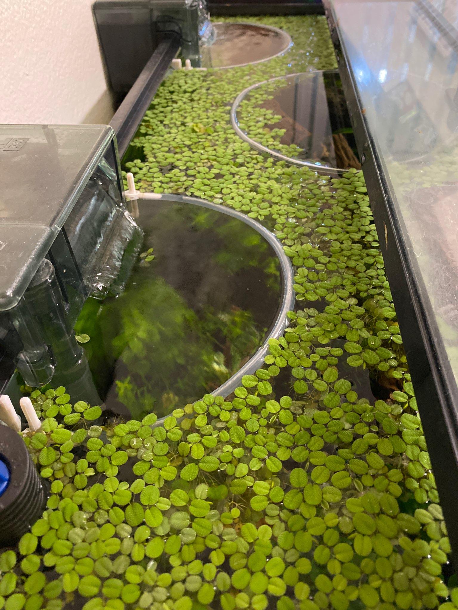 plastic floating plants for aquarium Aquarium Floating Plant Corral! - 3D Printed Plastic