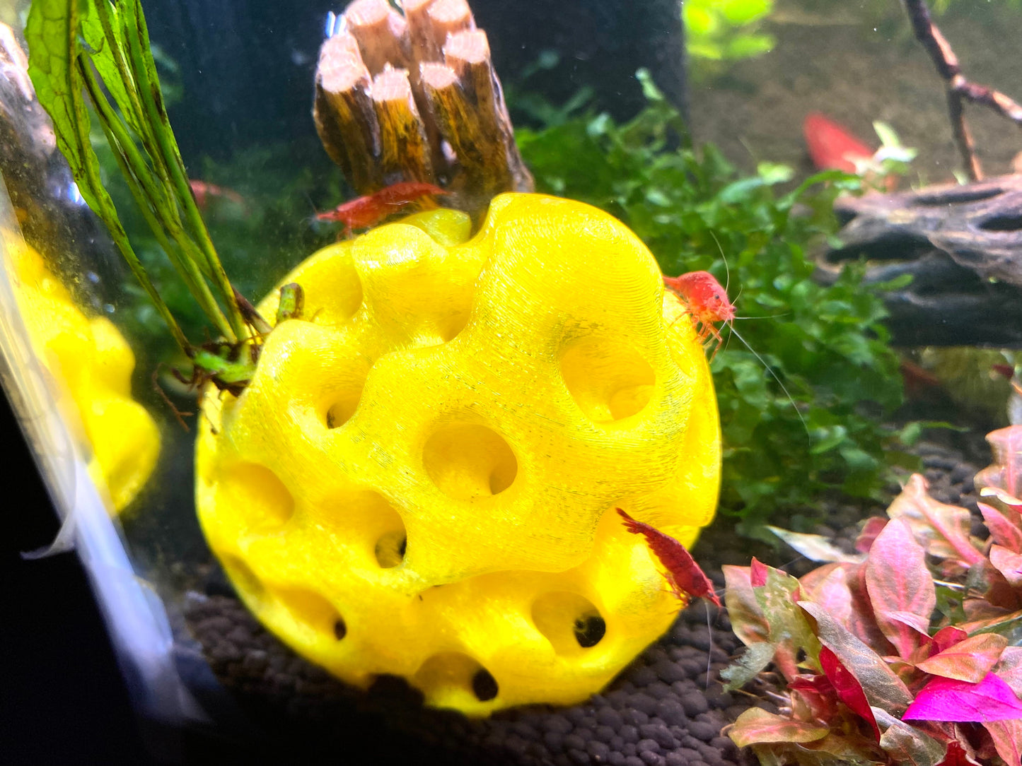 Shrimp Home, Hide, Cave! - Aquarium Safe 3D Printed ABS Plastic